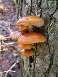 Enokitake 